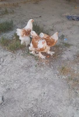 Brama beloy zoloto sotiladi