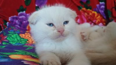 Mushuk bolalari. British short hair, Scottish Fold.