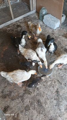 Ordak bolasi va kotta ordaklar