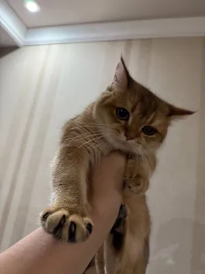 Britanskiy shinshilla