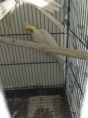 Продаётся корелла