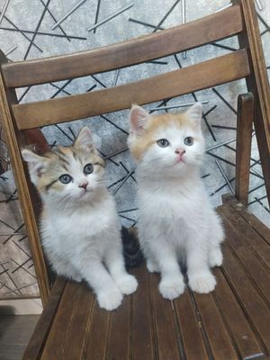 Шотландский страйт