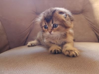 Залотисты щеньщела