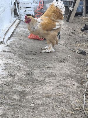 Brama xoʻroz sotiladi