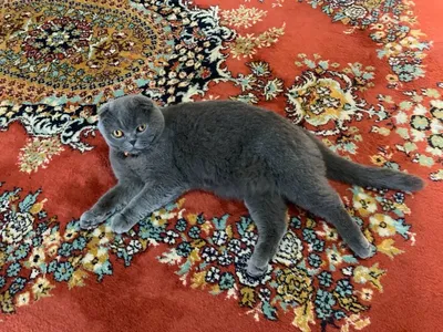 Мушук сотилади зотли