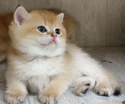 Британские золотые и серебряные шиншиллы