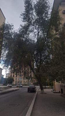 Sheriklikka qiz kerak