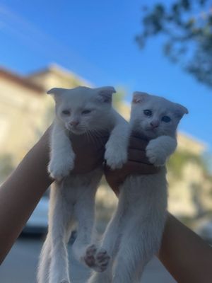 Shatlaniski mushukcha