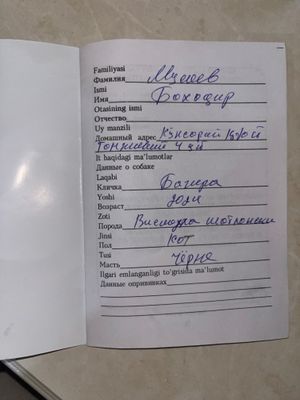 Веслоухая пародали мушук