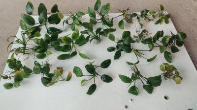 Продам аквариумные растения Анубияс