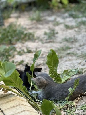 Продаются котята пародистые
