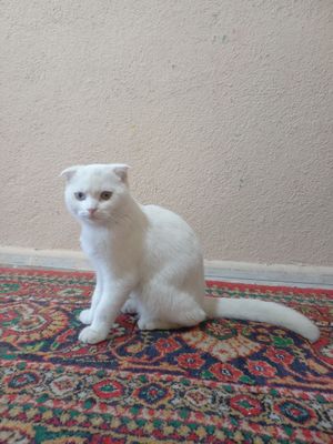 Продаётся котёнок