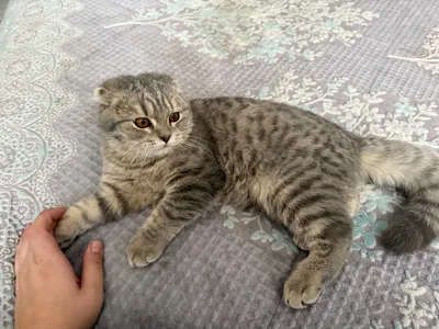 Mushuk sotiladi qiz 6oyli