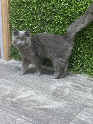 Mushuk, British longhair zotli