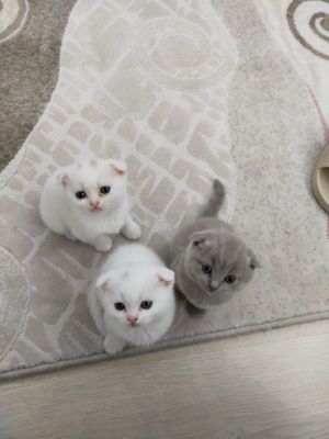 Кошки от чистой породы