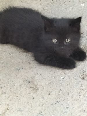 Котята отдаются в добрые руки