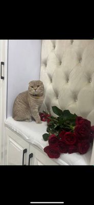 Британский скотиш фолд кошка