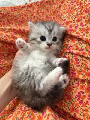 Котенки продаются