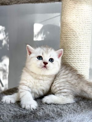 Шотландская скоттиш старйт