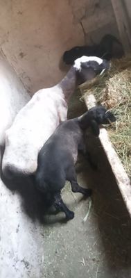 Ona bola egiz qòy