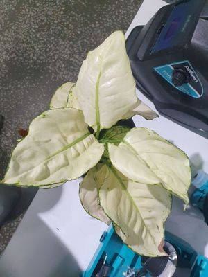 Aglaonema oq Белая аглаонема