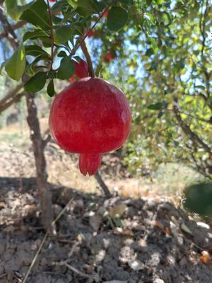 Anor olma bor optom farmeri oʻzidan