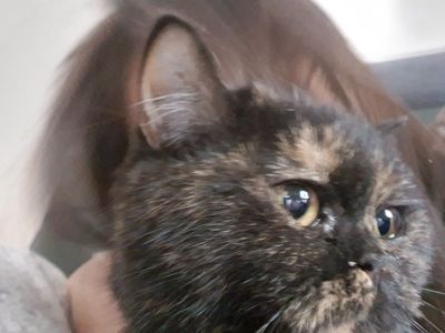 Кошка пародистая