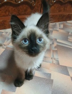 сиамские котята