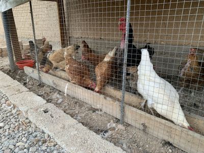 Tovuqlar sotiladi 34 ta tovuq bor tuxumda