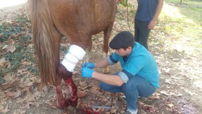 Veterinariya xizmati.