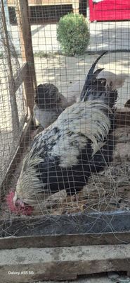 Хороз сотилади соглом
