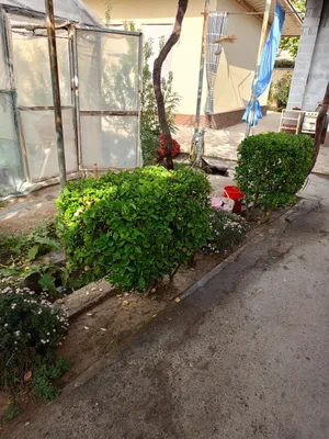 продаю два куста шамшот.