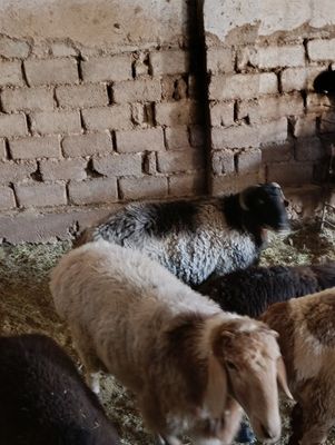 Qoylar qoy sotamiz 84 000 mingdan jivoy vesga