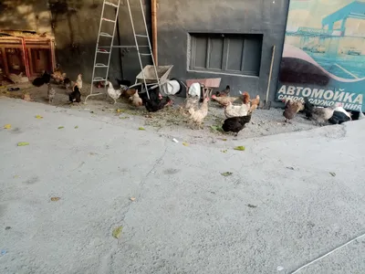 Ассалому алейкум уй товуклар сотилади