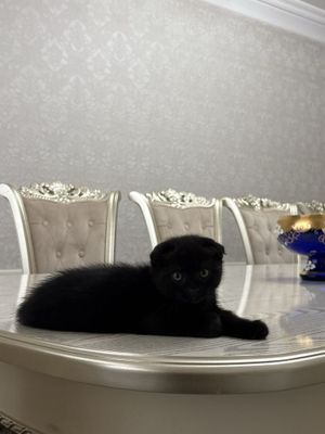 Продаются породистые котята скотиш фолд