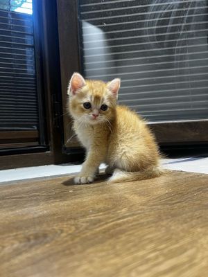 Золотая шиншилла котенок
