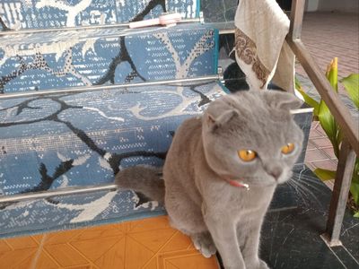 Продаётся кошка шотландская пародии: вислоухо Мушук Сотилади