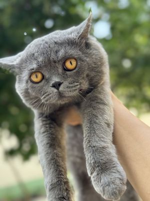 Skotish stricke
