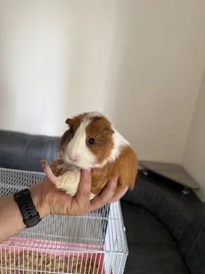Morskix svinok, guinea pig, морских свинок