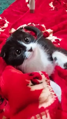 Scotish fold 3 oylik