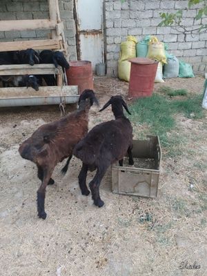 Qozi qocqorcala 2 ta