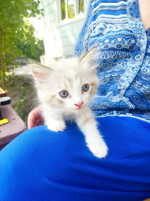 Продаются котята домашние
