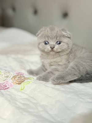 Скоттиш фолд девочка 1,5 месяцев