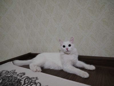 zotdor Mushuk qiz bola