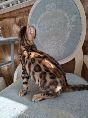 Бенгаль мальчик 3 месяц