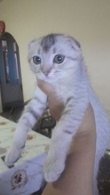 продаётся катёнок мальчик здоровый