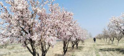 Торги по продаже права аренды земельного участка в Фергане 31.8Га