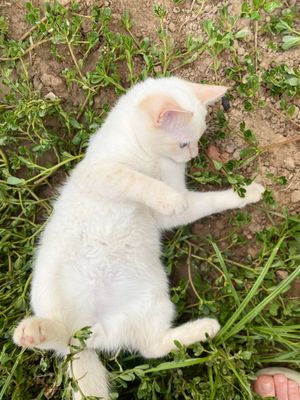 oppoqina uy mushukchasi  Домашняя кошка,5месяцев