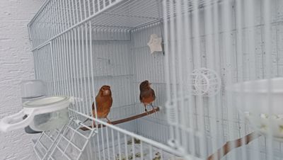 Продаются канарейки