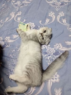 Mushukcha sotiladi. Scottish Fold